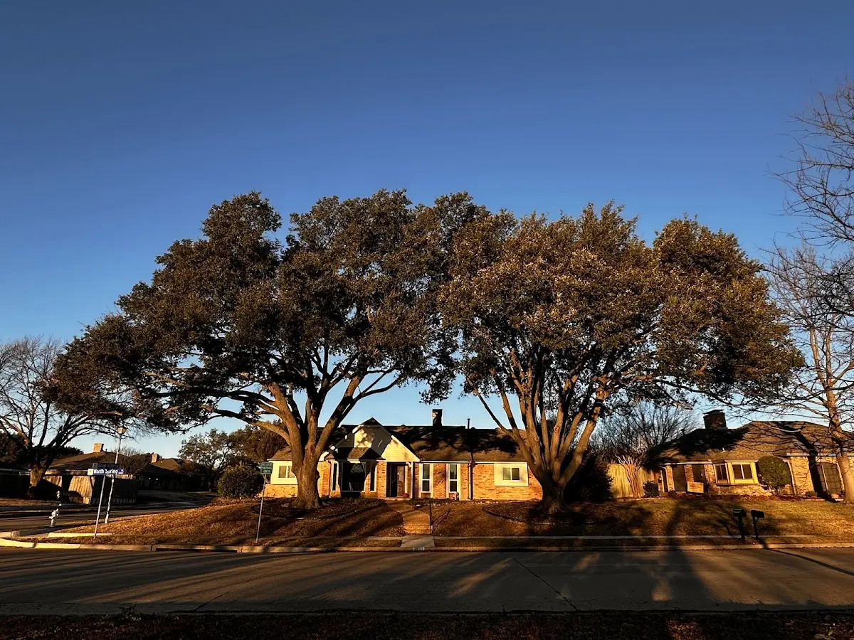 Established residential canopy tree shading a home in South Webster